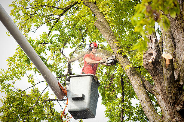 Professional Tree Care  in Sulphur, OK